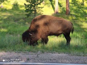 bison